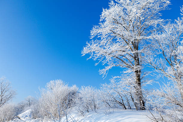 istock the trees are covered with snow and hoar frost. 544814526