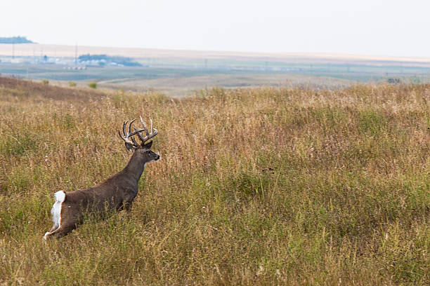 Deer running stock photo