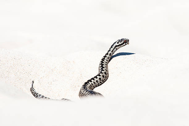 istock beautiful view of Vipera berus 544815102
