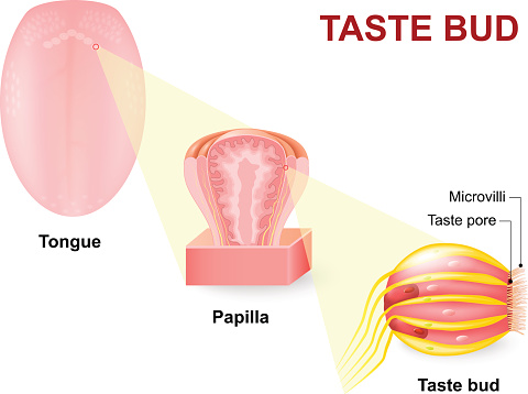 Human tongue, Lingual papilla and taste bud. Taste receptors of the tongue are present in papillae, and are the receptors of taste