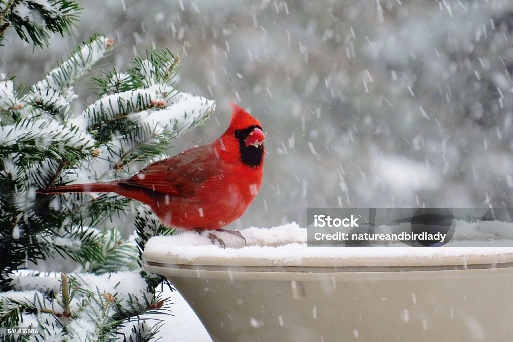 Mâle cardinal en hiver - Photo de Hiver libre de droits