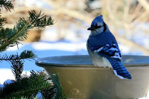 Blue Jay sitting on edge of birdbath in wintertime