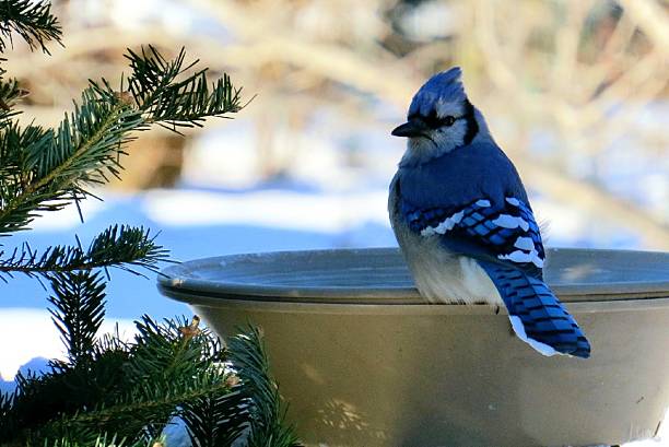 Blue Jay Blue Jay sitting on edge of birdbath in wintertime jay photos stock pictures, royalty-free photos & images