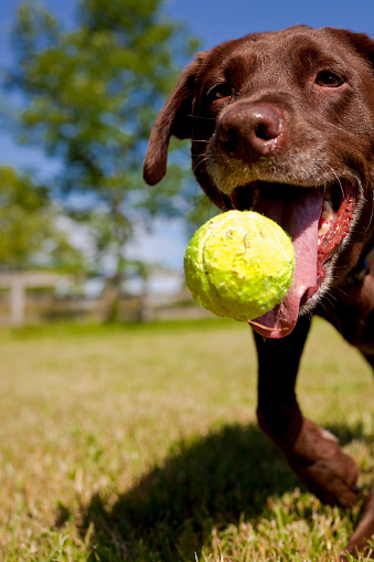 Close up of chocolate Labrador retriever's face seconds before it catches a green tennis ball in its mouth