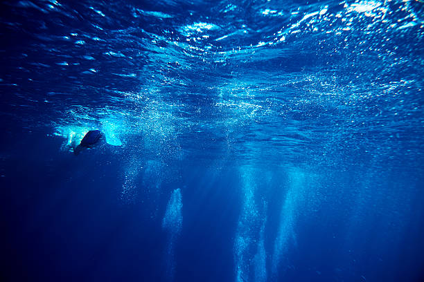 istock exploring the underwater world by snorkeling 544818056