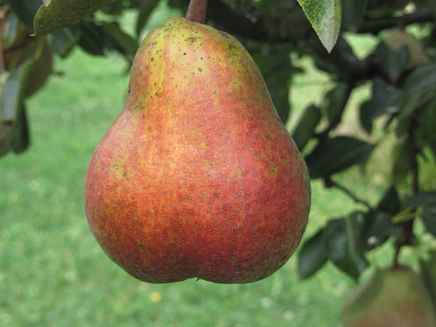 istock Single red pear hanging on the tree . Tuscany, Italy 544820002