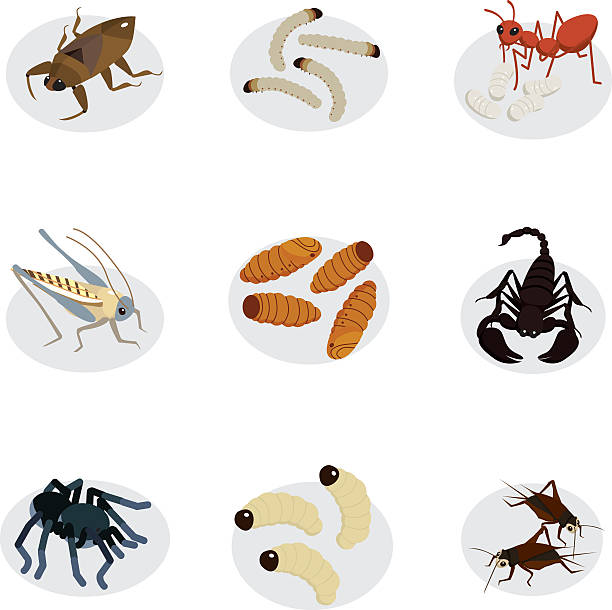 illustrazioni stock, clip art, cartoni animati e icone di tendenza di appetitose vermi e insetti vettoriale - larva