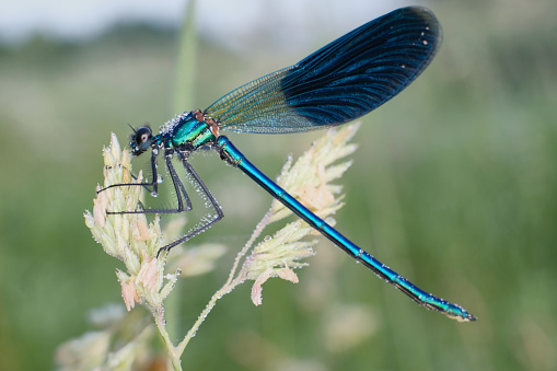 Enallagma cyathigerum Common Blue Damselfly Insect. Digitally Enhanced Photograph.