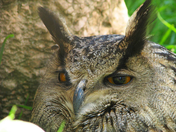 istock The sleepy owl too 544821376