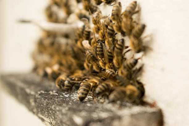 istock Swarm of bees fly to beehive 544822076