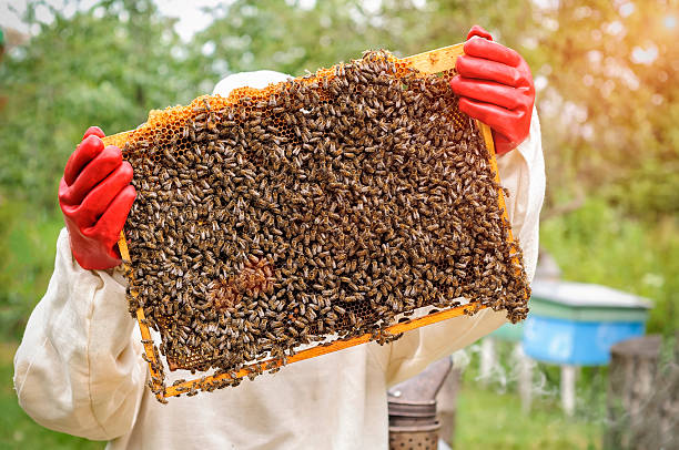 istock Honeycomb with bees and honey 544822230
