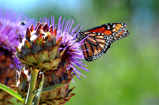 istock Butterfly on artichoke flower 544822730