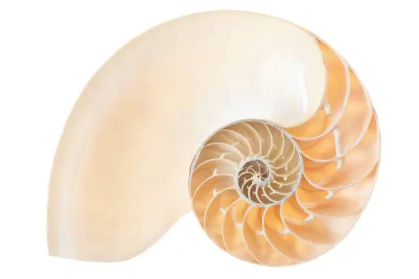 Photo of Nautilus shell section on white, clipping path