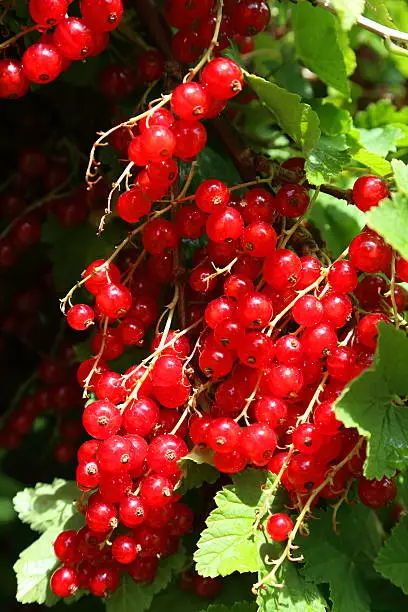 Cluster of redcurrant berries in focus on bush late summer. 