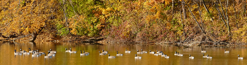 Big flock of Canadian Geese reflected in calm autumn river surface.