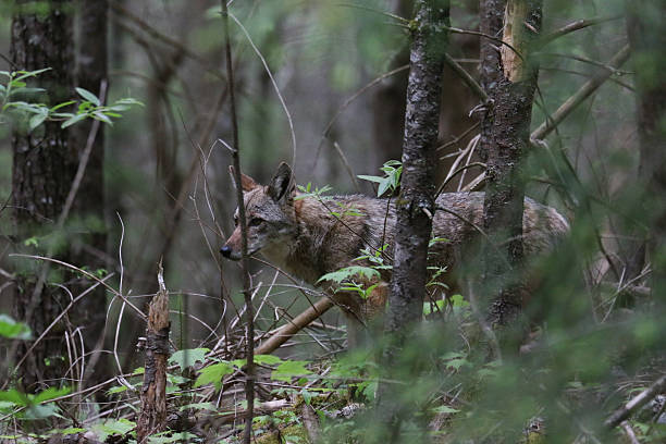 istock Coyote in the Woods 544959690