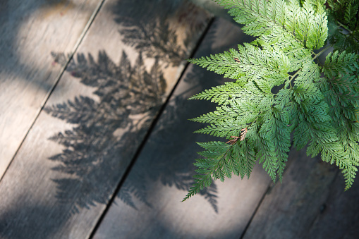 Fern leafs and its shadow on wooden floor in the garden.
