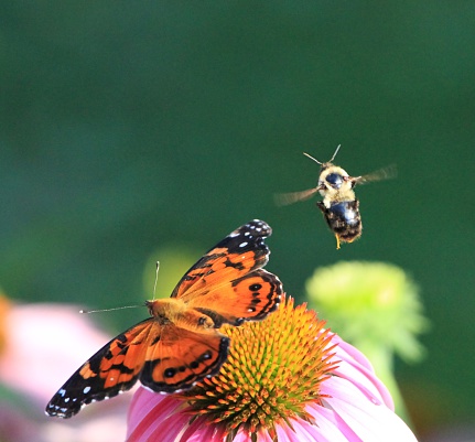 A moth and bumble bee taking off from a cone flower.
