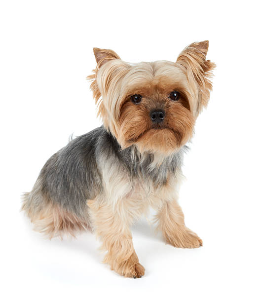 istock One dog with haircut 544960458