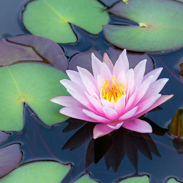istock Beautiful waterlily or lotus flower 544960692