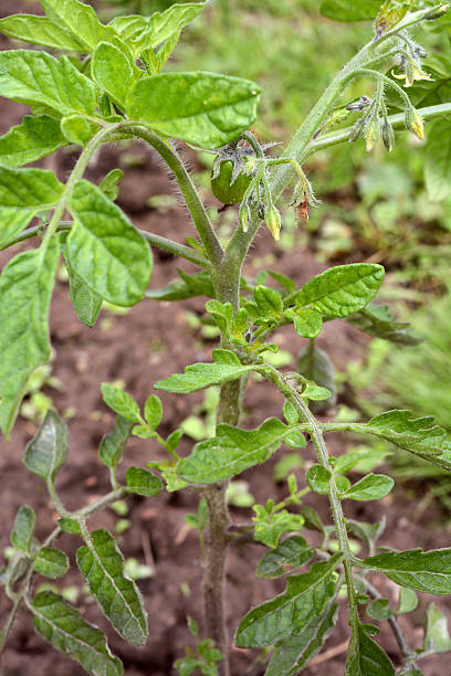 istock Green tomato fruit growing among flower buds 544961018