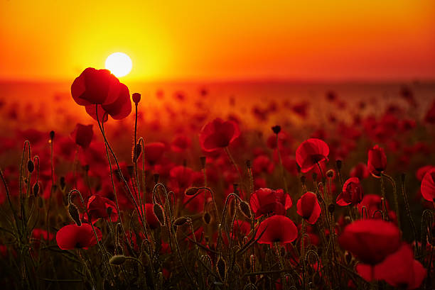 istock Flowers poppies against the setting sun 544961492