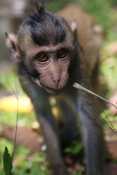 istock Monkey temples of Angkor. Cambodia 544961642