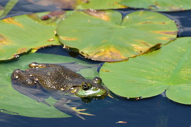 istock Bull Frog Sitting on a Lily Pad 544962046