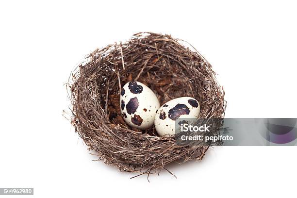 Nest With Eggs Stock Photo - Download Image Now - Animal Egg, Animal Nest,  Cut Out - iStock