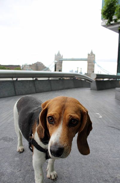 istock Doggy sightseeing - London 544963832