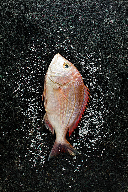 istock fresh Fish Menu with lime, parsley, olive oil, blue onion 544964262