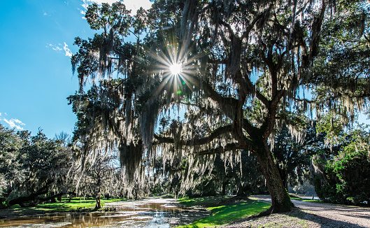 Large moss covered tree with sun shinning threw next to a road and river.