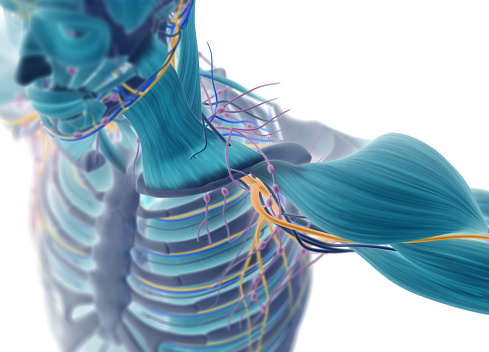Sistema vascular, linfático y nervioso muscular humano. Rayos X como imagen. photo