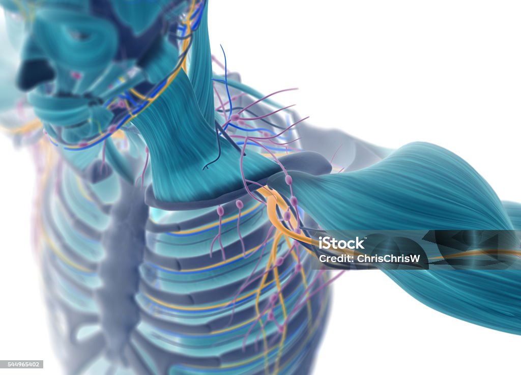 Human muscular vascular, lymphatic and nervous system. Xray like image. Human muscular vascular, lymphatic and nervous system. Xray like image. 3D illustration. Muscular Build Stock Photo