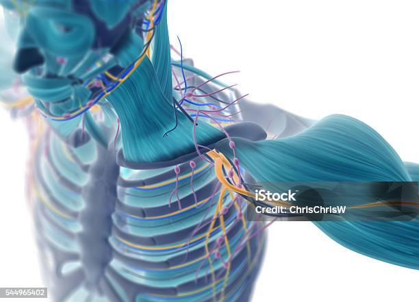 Human Muscular Vascular Lymphatic And Nervous System Xray Like Image Stock Photo - Download Image Now