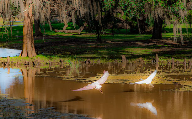 Roseate Spoonbills Roseate Spoonbills flying over the swamp. lafayette louisiana photos stock pictures, royalty-free photos & images