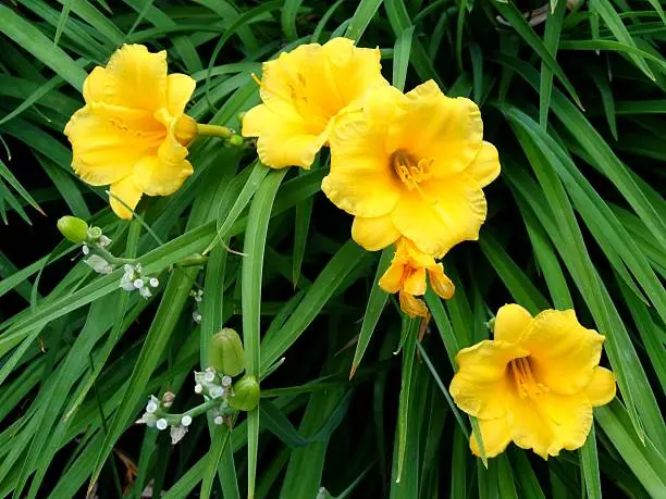yellow Stella D'oro Lilies