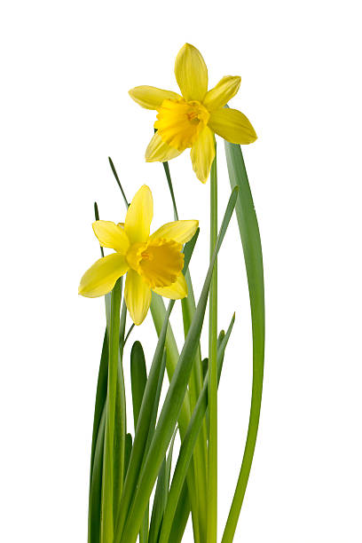 istock narcissus flower isolated on white 544966388