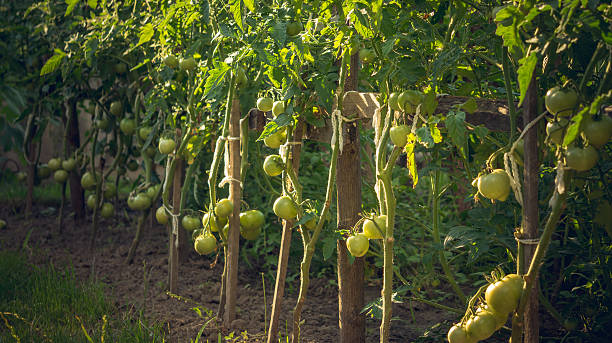 istock Ripening tomatoes on vegetable garden bed 544966512