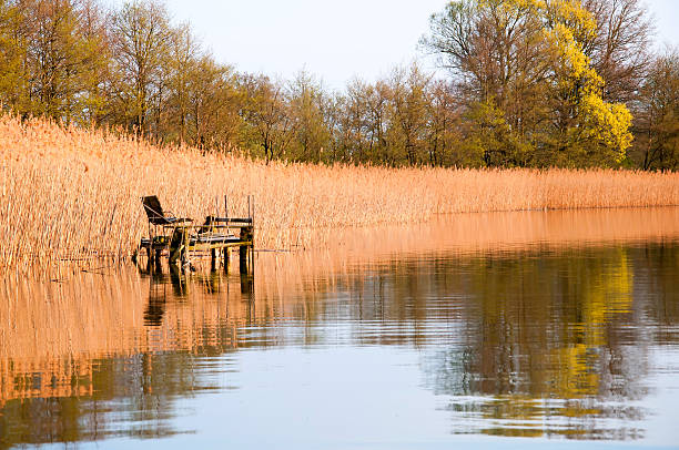 istock Calm lake with dry reeds in early spring 544966898