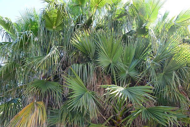 istock In the PalmEngarten - Jungle - Palm Leaves - Spain 544967882