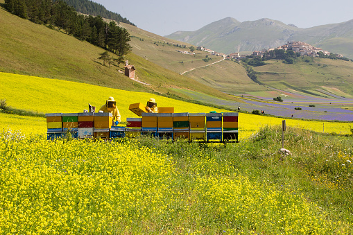 Castelluccio, Italy - July 8, 2015: Two apiarists with full equipment checking the hives in apiary  on the blossoming rapeseed field in the summertime, Beatifull yellow flowering blossoming field in Castelluccio, region Norcia in Italy.