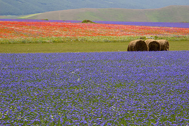 istock Flower and Wheat field with Straw Bale - Landscape 544968790