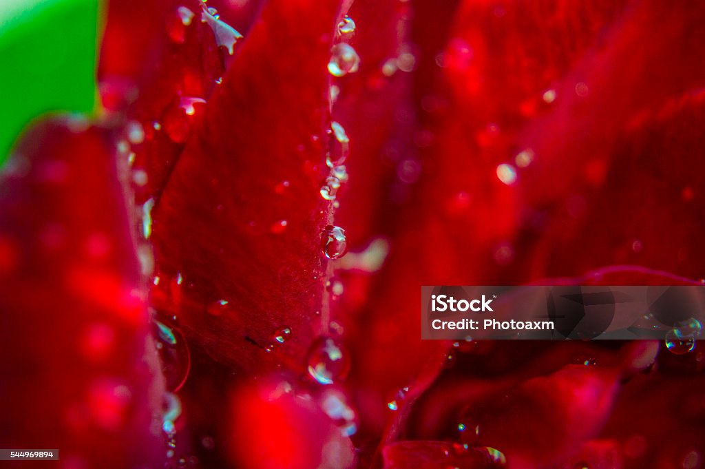 Red Roses At Bottom Red Rose Bottom Right Side Stock Photo - Download Image Now - Drop ...