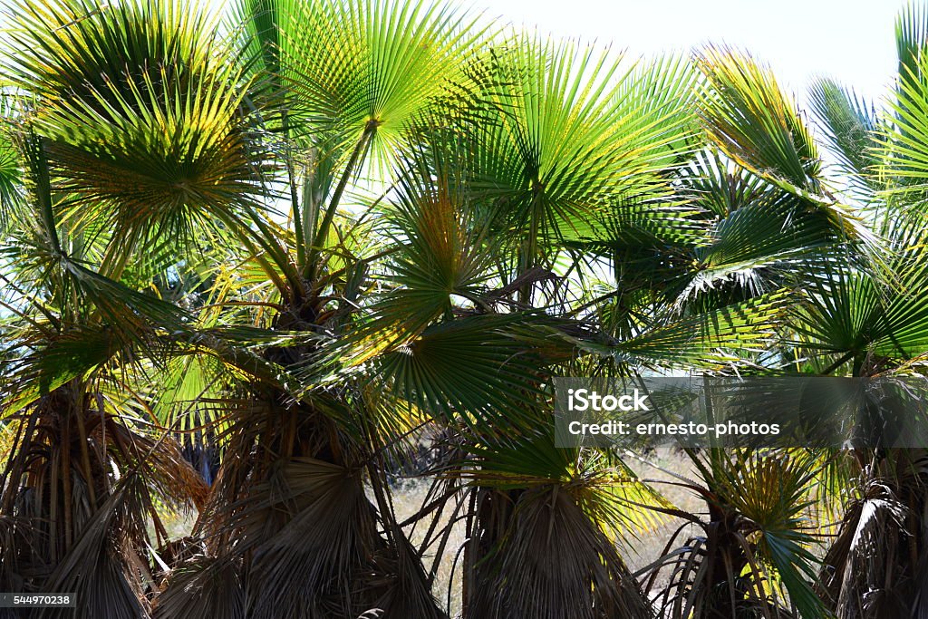 In the PalmEngarten - Jungle - Palm Leaves - Spain Palm leaves, palm leaf, palm, green, light and shade, Spain, phoenix palm Green Color Stock Photo