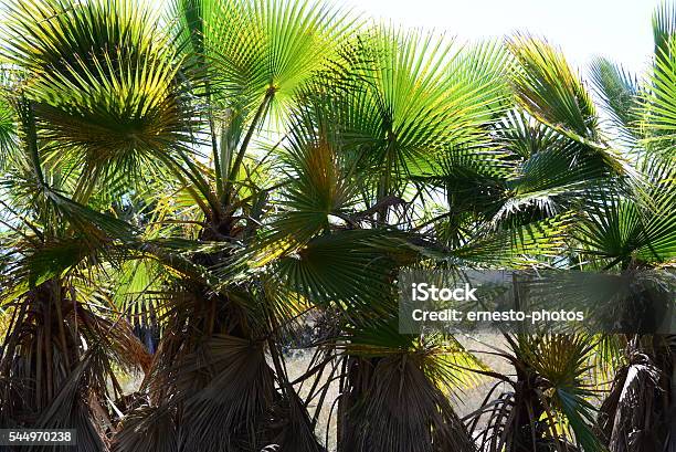 In The Palmengarten Jungle Palm Leaves Spain Stock Photo - Download Image Now - Green Color, Horizontal, No People
