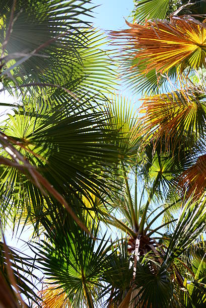 istock In the PalmEngarten - Jungle - Palm Leaves - Spain 544970942
