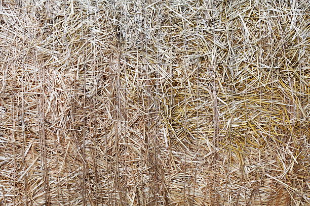 Dry golden yellow straw closeup. Farming harvest background. Agricultural pressed thatch wall texture. Abstract natural pattern