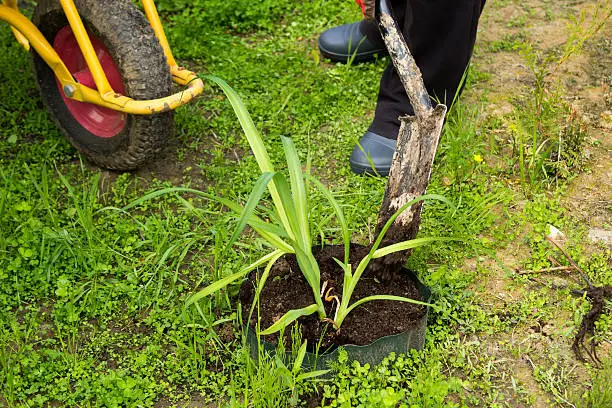 man plants a daylily in a garden