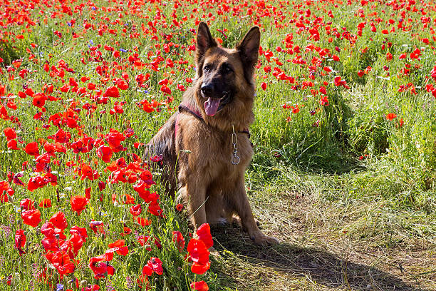 istock German Shepard sitting in Puppy field 544971420